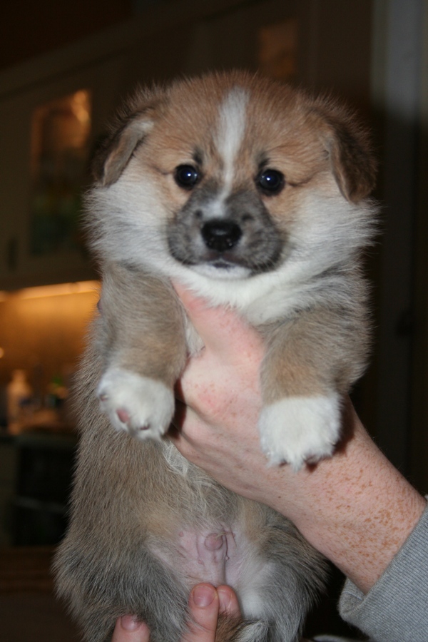 Puppies